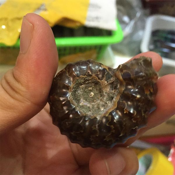 1pcs of approximately 50g natural raw conch fossils with collectible value